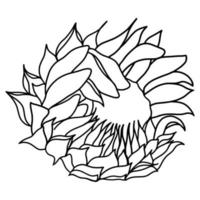 Outline sunflower isolated on white background. Vector illustartion.