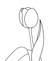 contorno tulipán flor aislado en blanco antecedentes vector