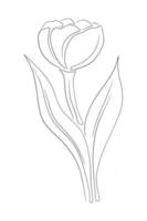 Tulips line art drawing vector