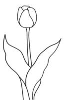 Outline tulip flower isolated on white background vector