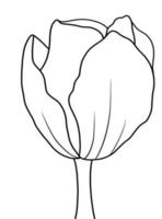 Outline tulip flower isolated on white background vector