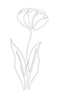 Tulips line art drawing vector