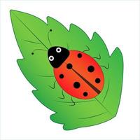 Funny ladybug sits on a leaf, vector illustration isolated on a white background, childish image,  insects, bugs , icons