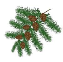 Pine green branch with cones, forest nature, vector image, isolated , white background