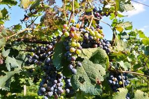 Background with grapes photo