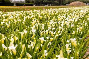 Background with flowers photo