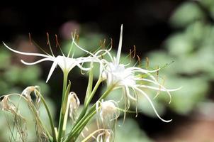 Background with flowers photo