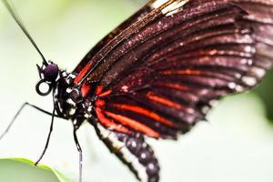 antecedentes con mariposa foto