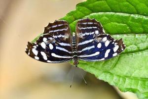 antecedentes con mariposa foto