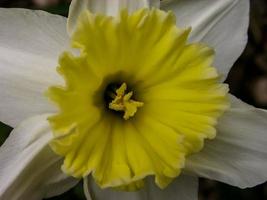 Background with flowers photo