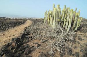 Background with cacti photo