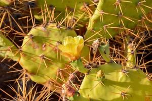 Background with cacti photo