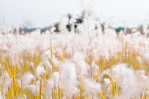 White Grass Field In the Autumn leaves. photo