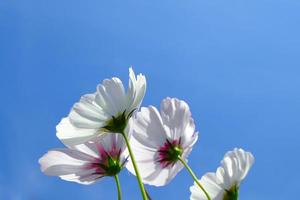 vista de ángulo bajo de las plantas con flores de cosmos blanco contra el cielo azul foto