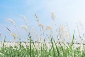 Soft focus of grass flower in the bright sky nature background photo