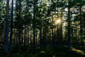 Trees in the forest photo