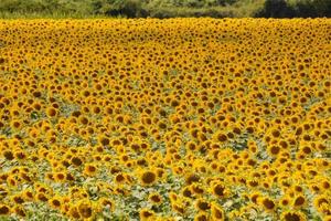 Background with flowers photo