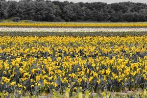 Background with flowers photo