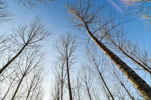 Trees in the forest photo
