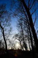 Trees in the forest photo