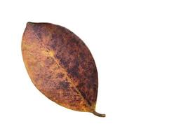 Isolated ficus benjamina leaf with clipping paths. photo