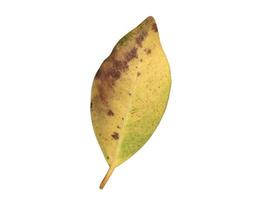 Isolated ficus benjamina leaf with clipping paths. photo