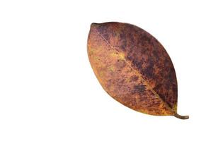 Isolated ficus benjamina leaf with clipping paths. photo
