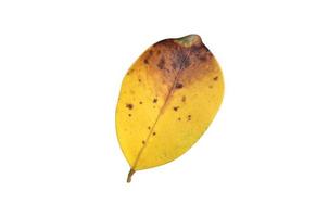 Isolated ficus benjamina leaf with clipping paths. photo