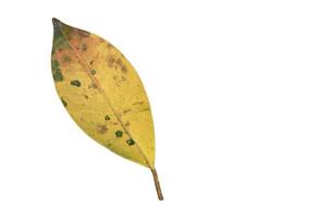 Isolated ficus benjamina leaf with clipping paths. photo