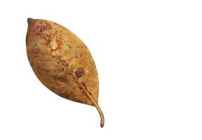 Isolated ficus benjamina leaf with clipping paths. photo