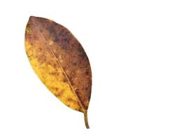 Isolated ficus benjamina leaf with clipping paths. photo