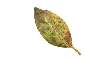 Isolated ficus benjamina leaf with clipping paths. photo