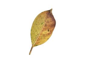 Isolated ficus benjamina leaf with clipping paths. photo