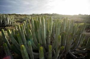 Background with cacti photo