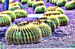 Background with cacti photo