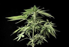 un marijuana planta foto