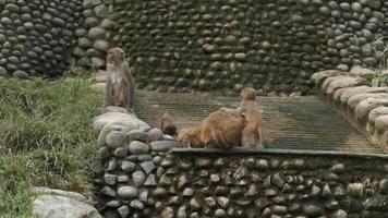 macacos às a escada do a Swayambhunath stupa dentro Katmandu, Nepal. macaco têmpora. video