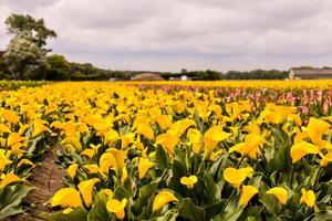 Background with flowers photo