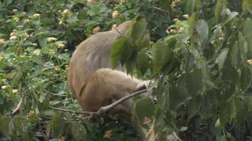 fechar acima do macaco dentro uma árvore perto a Swayambhunath stupa às Katmandu dentro Nepal. macaco têmpora. video
