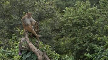 mono en un árbol cerca el Swayambhunath estupa a kathmandu en Nepal. mono templo. video