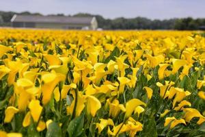 Background with flowers photo