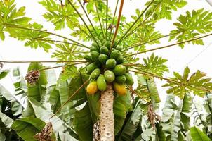 papaya en árbol foto