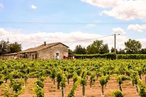 A grape crop photo