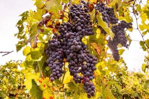 Background with grapes photo