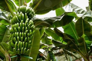 un árbol de plátano foto