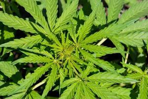 Marijuana plant background photo