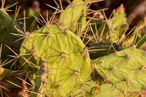 Background with cactus photo