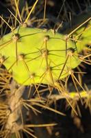 antecedentes con cactus foto