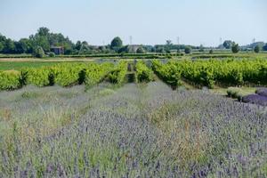 un lavanda campo foto