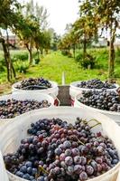 A grape crop photo